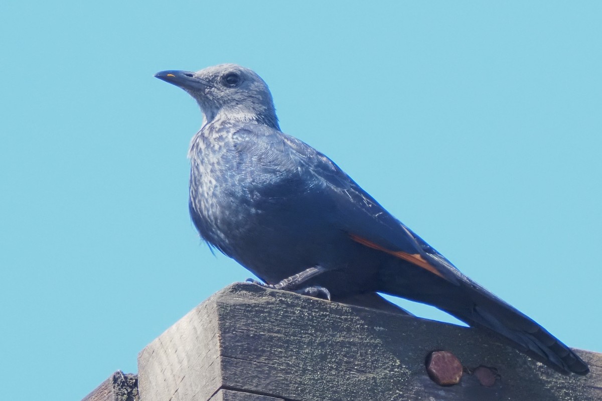 Red-winged Starling - ML621239348