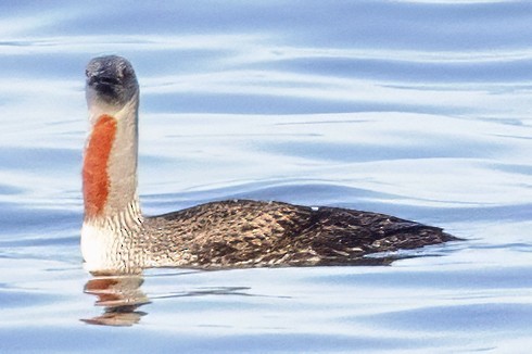 Red-throated Loon - ML621239402