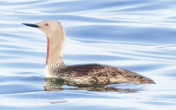 Red-throated Loon - ML621239403