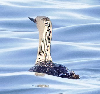 Red-throated Loon - ML621239404