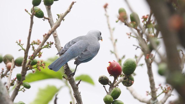Blue-gray Tanager - ML621239503