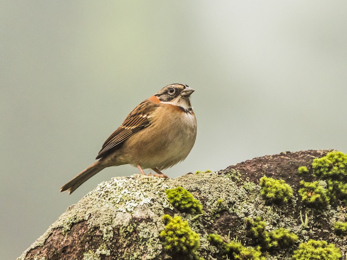 Rufous-collared Sparrow - ML621239519