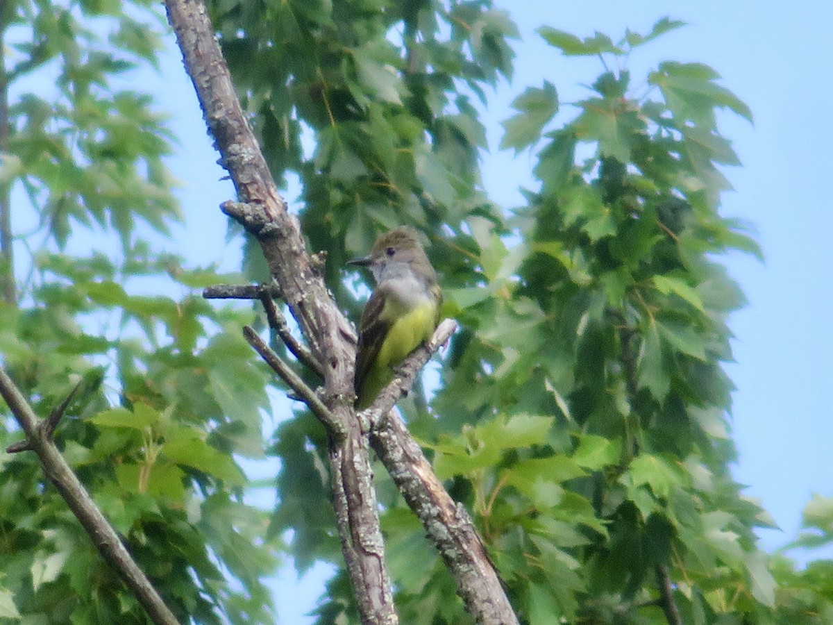 Great Crested Flycatcher - ML621239520
