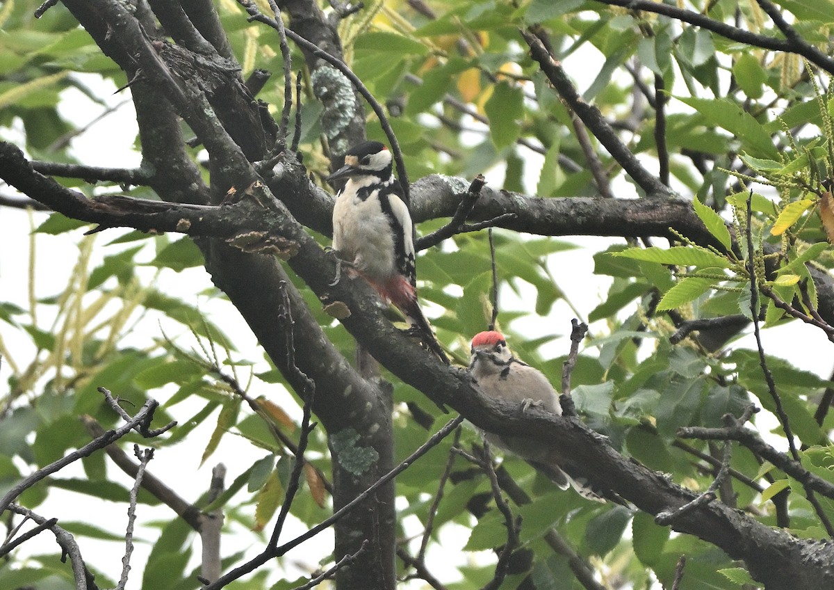 Great Spotted Woodpecker - ML621239527