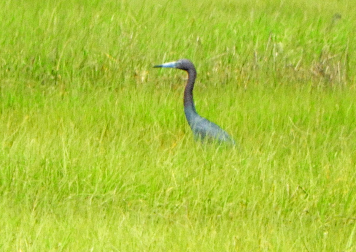 Little Blue Heron - ML621239543