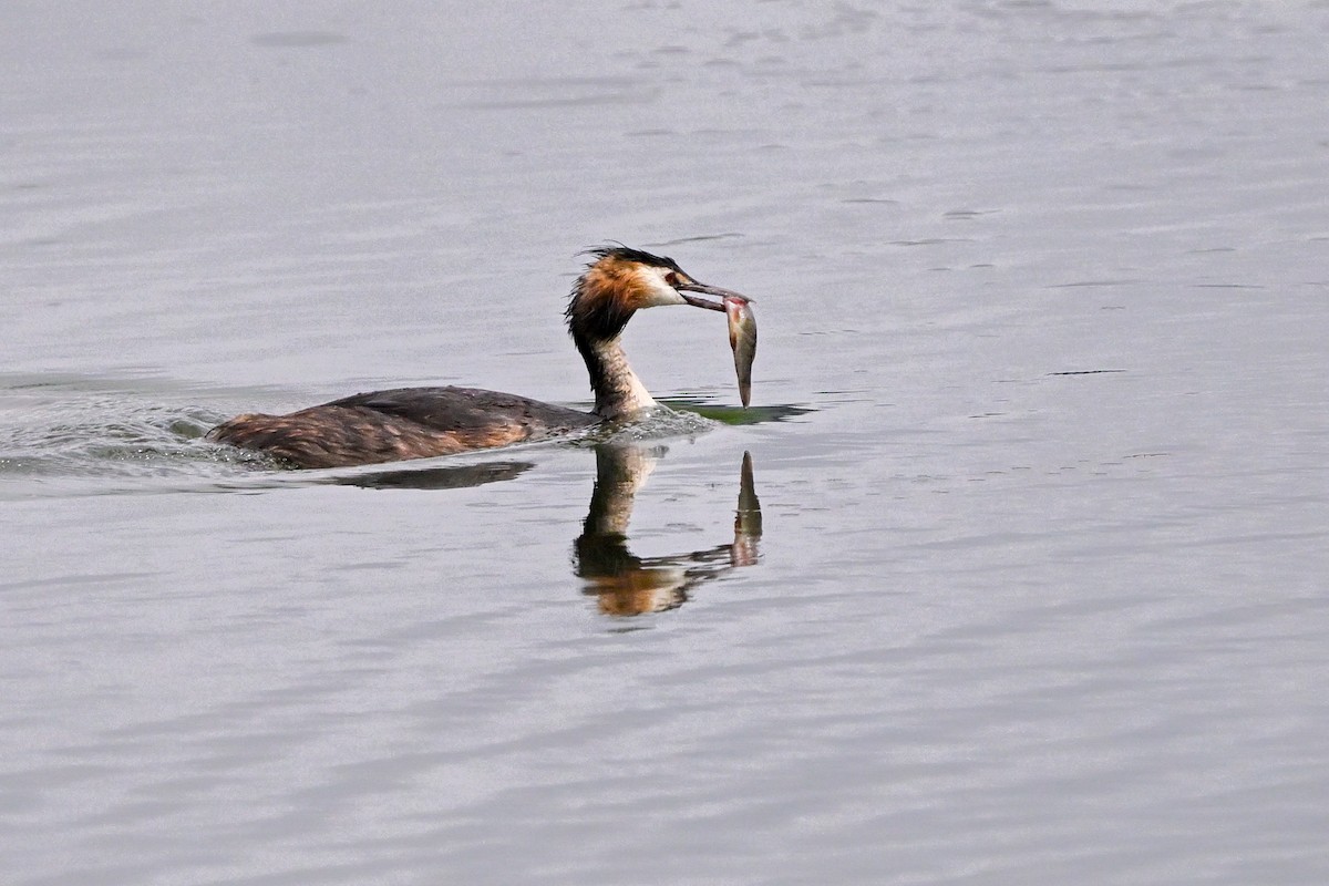 Great Crested Grebe - ML621239561