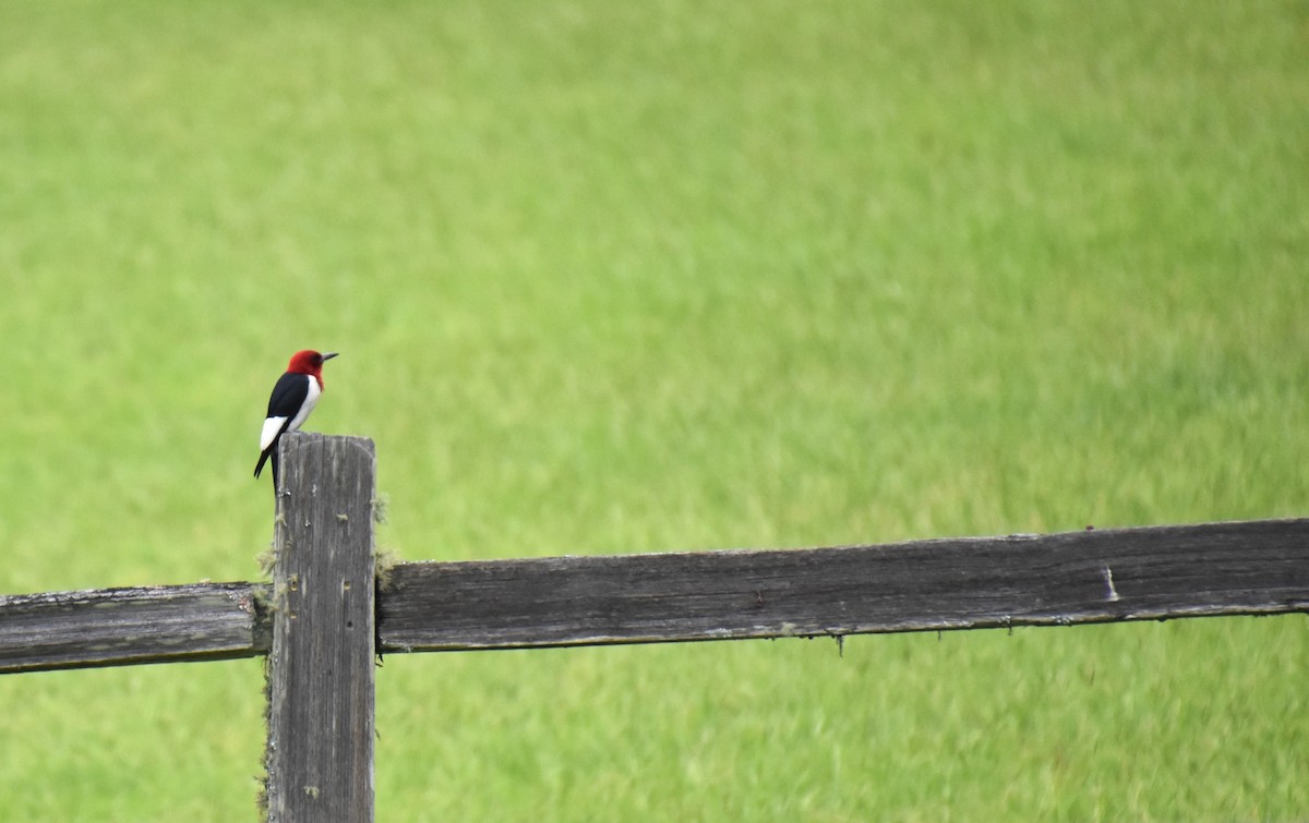 Red-headed Woodpecker - ML621239601