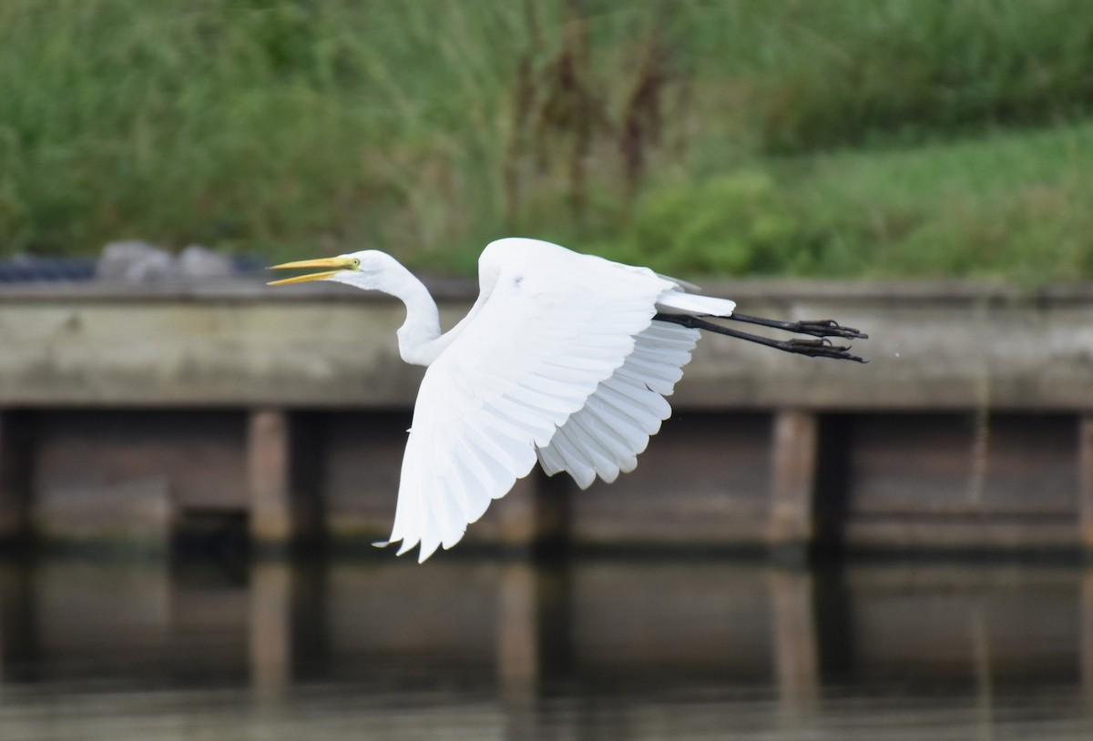 Great Egret - ML621239633