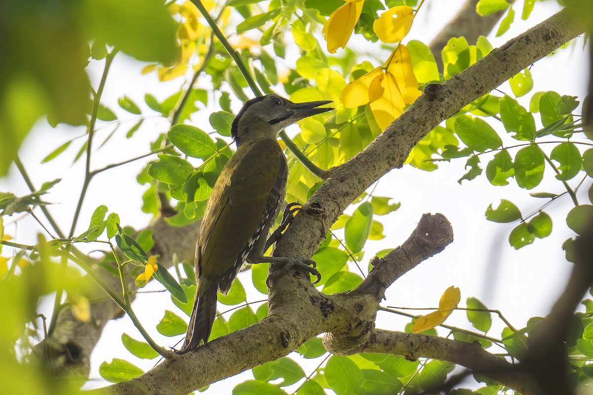 Gray-headed Woodpecker - Parthasarathi Chakrabarti