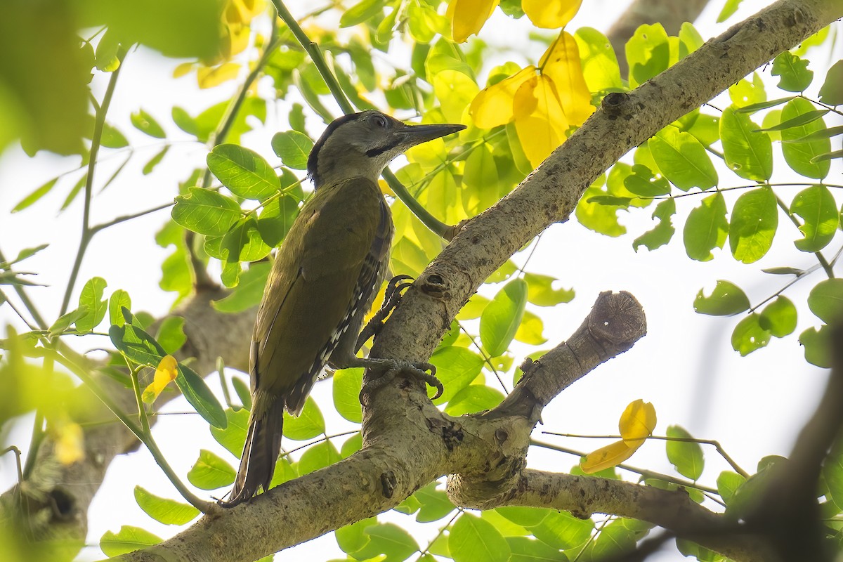 Gray-headed Woodpecker - ML621239656