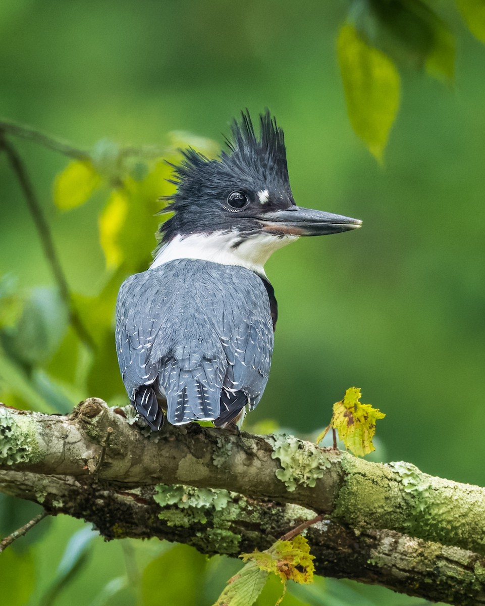 Belted Kingfisher - ML621239669