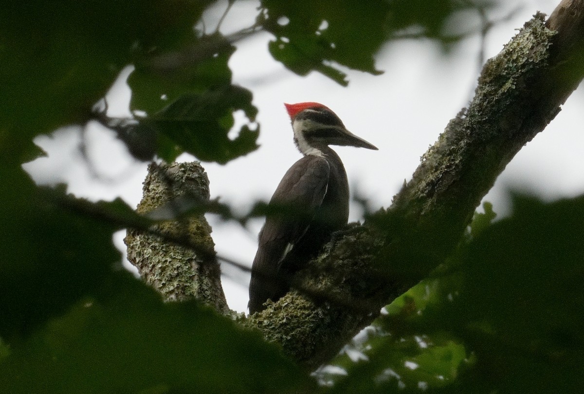 Pileated Woodpecker - ML621239678