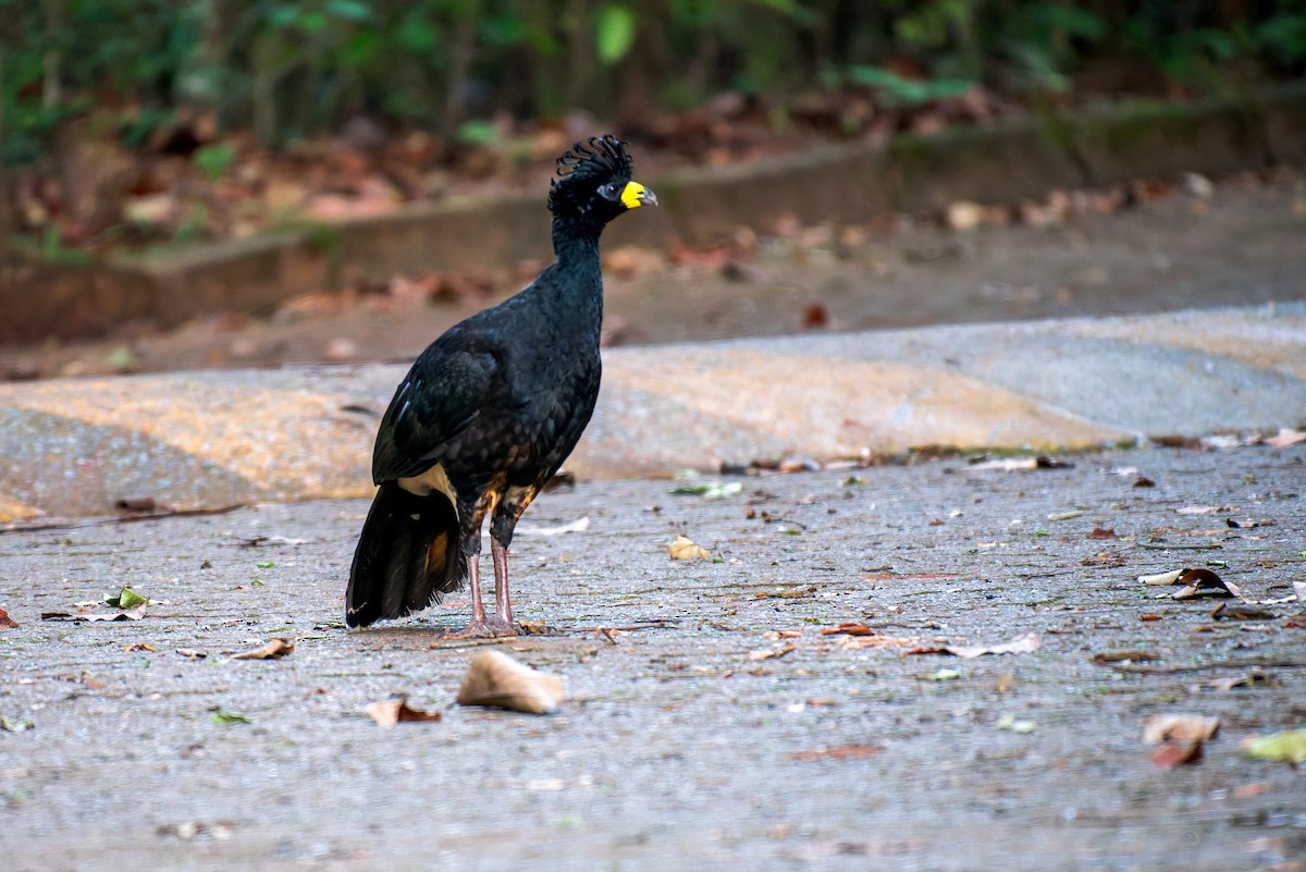 Bare-faced Curassow - ML621239719