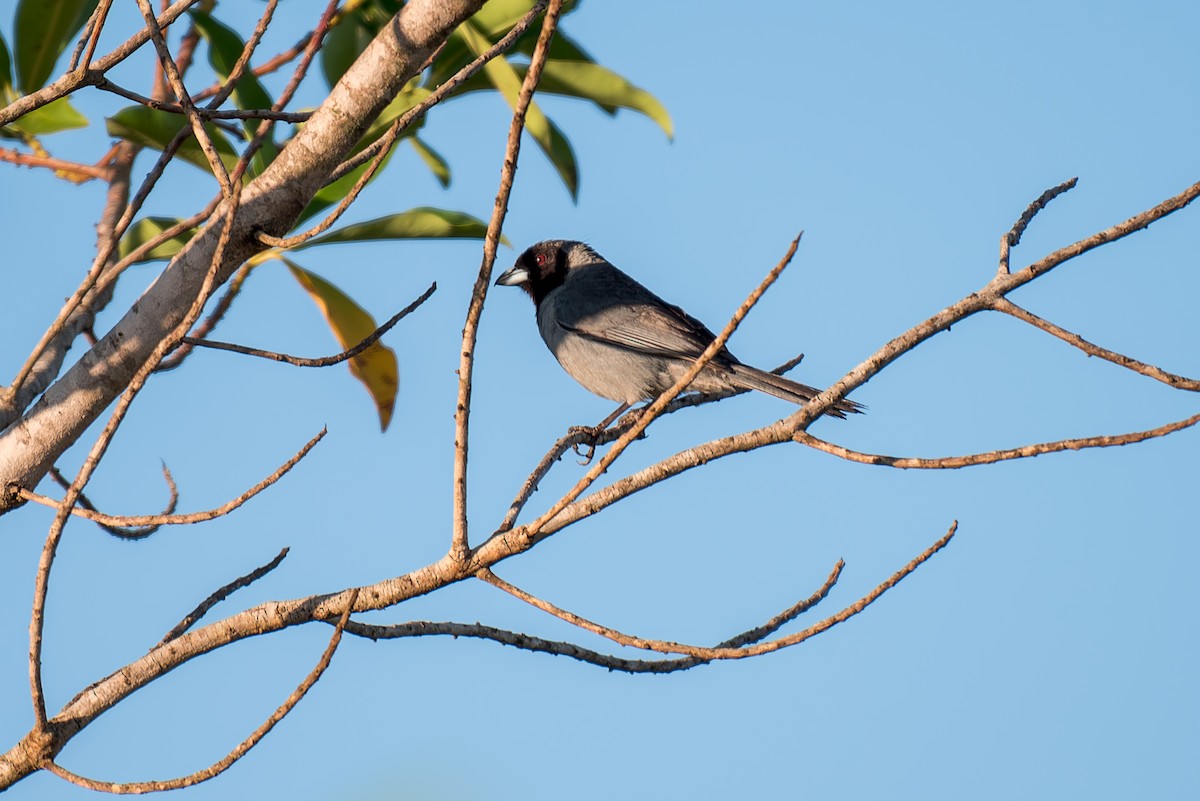 Black-faced Tanager - ML621239724