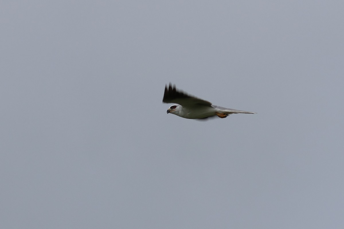 White-tailed Kite - ML621239725