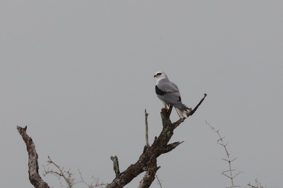 White-tailed Kite - ML621239726