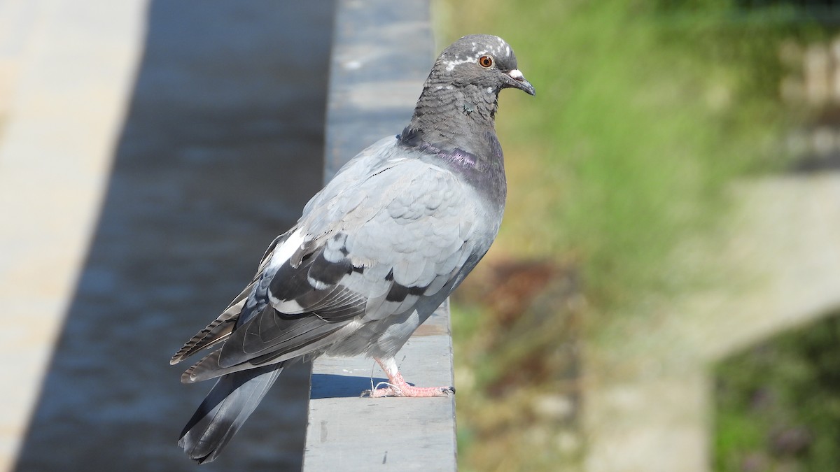 Rock Pigeon (Feral Pigeon) - ML621239734