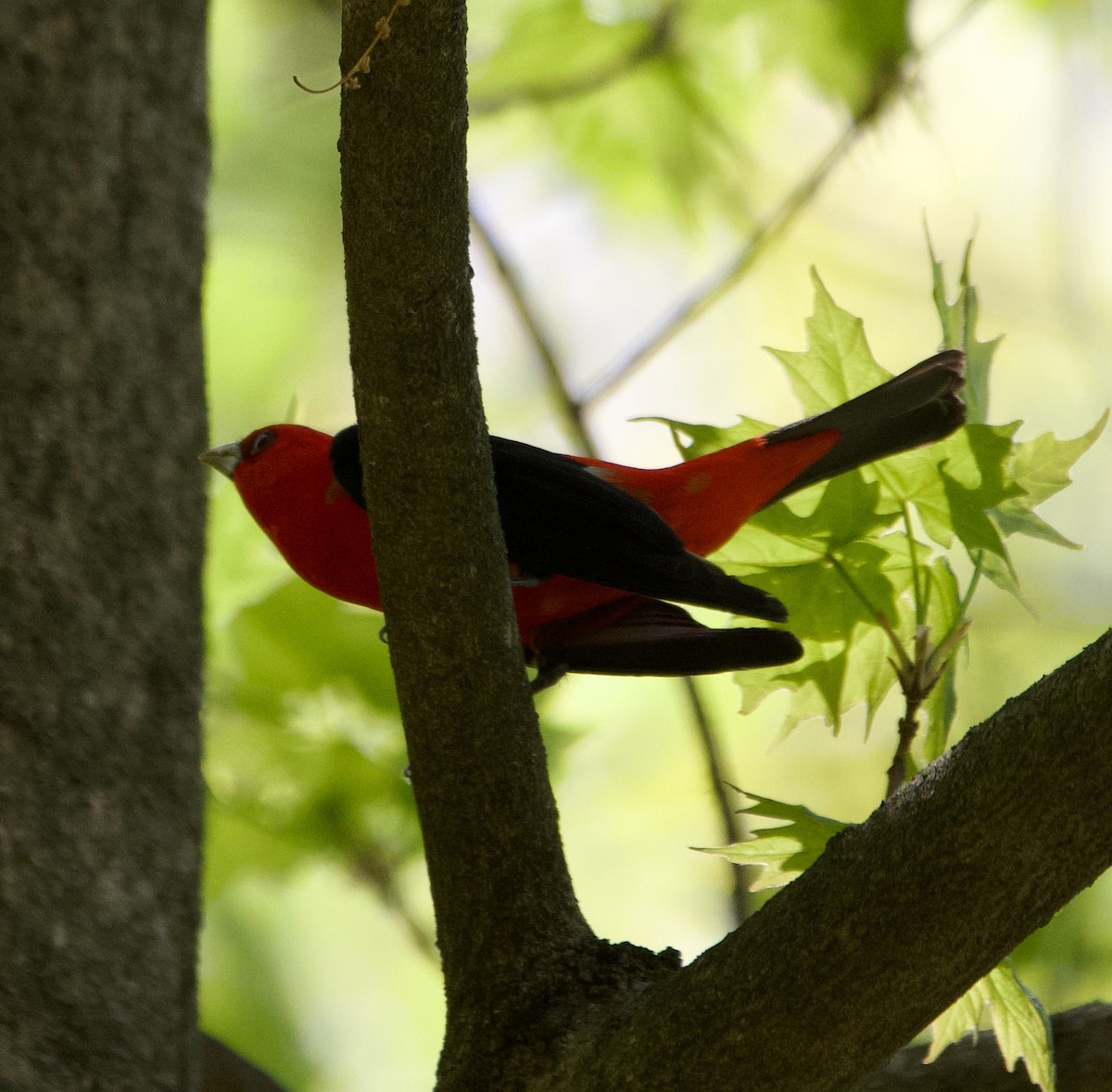 Scarlet Tanager - ML621239795