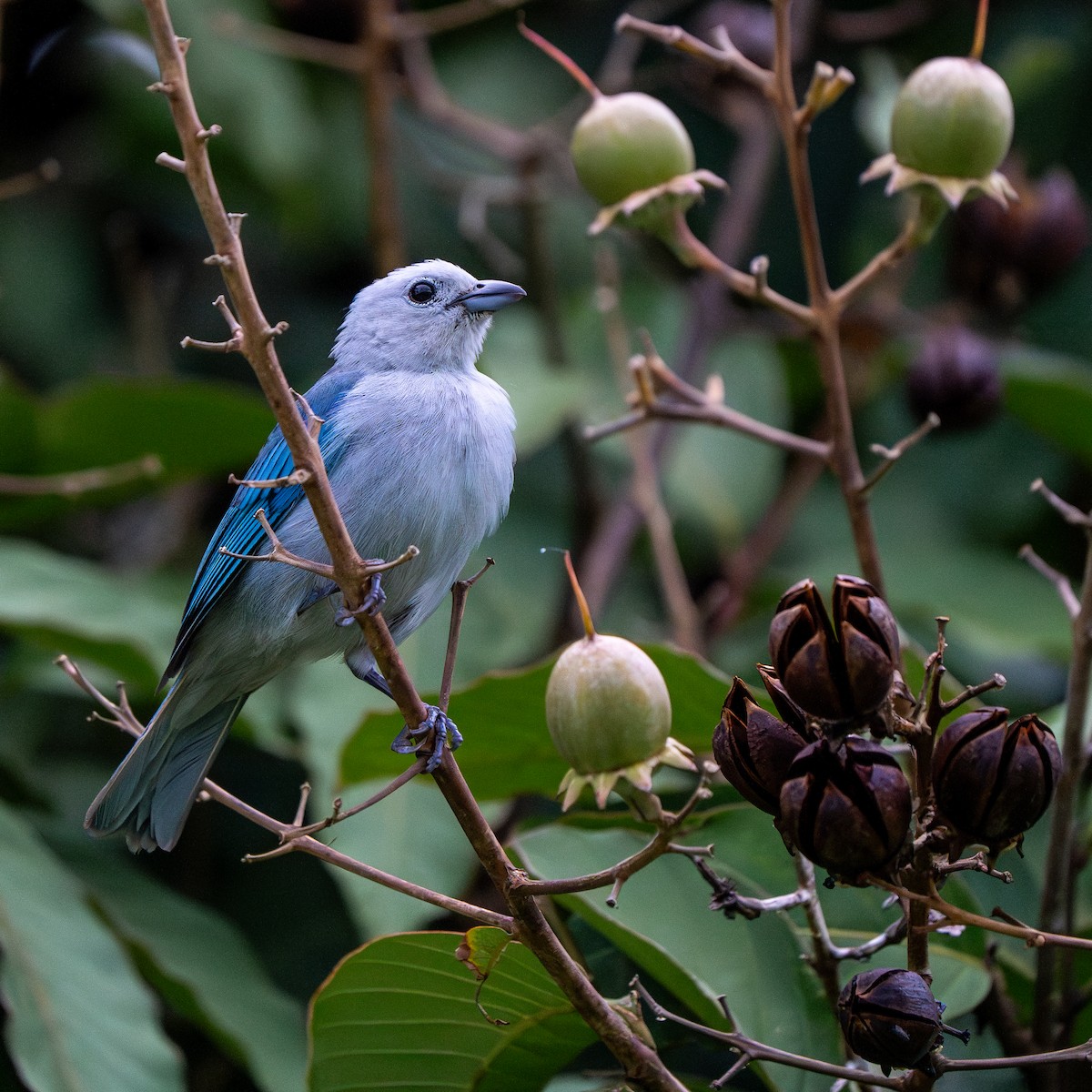Blue-gray Tanager - ML621239835