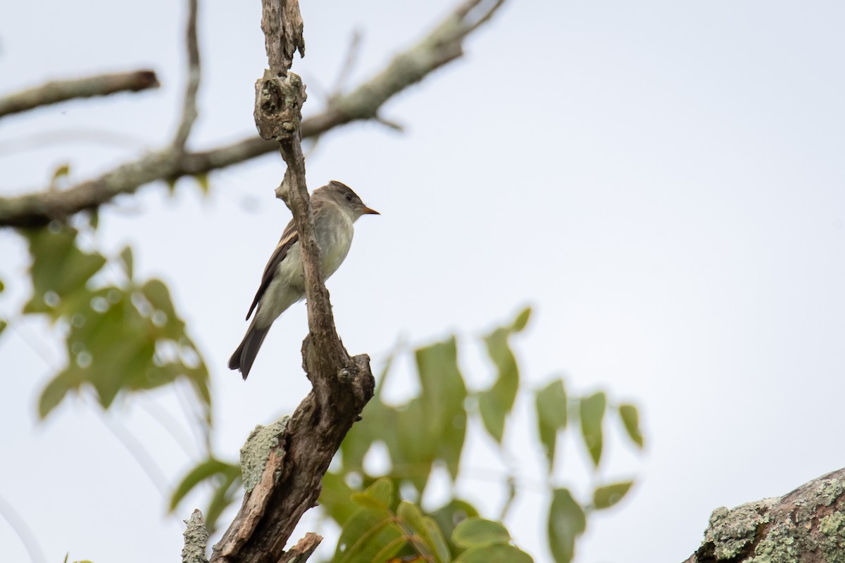 Eastern Wood-Pewee - Gail Pfoh