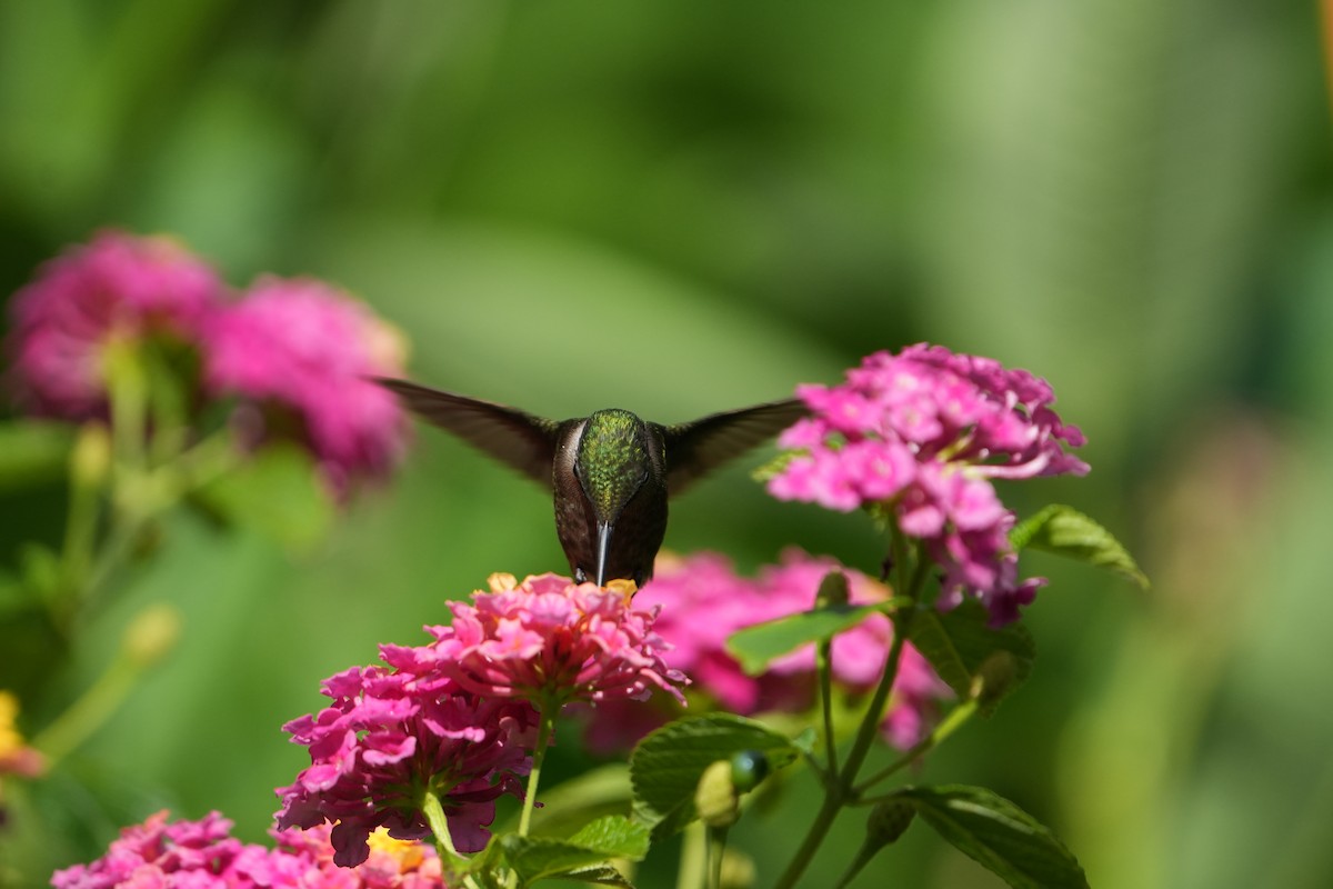 Ruby-throated Hummingbird - ML621239897