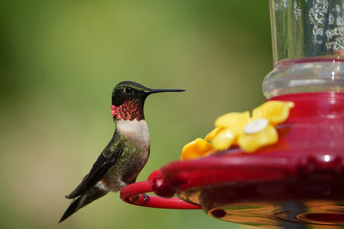 Ruby-throated Hummingbird - ML621239902