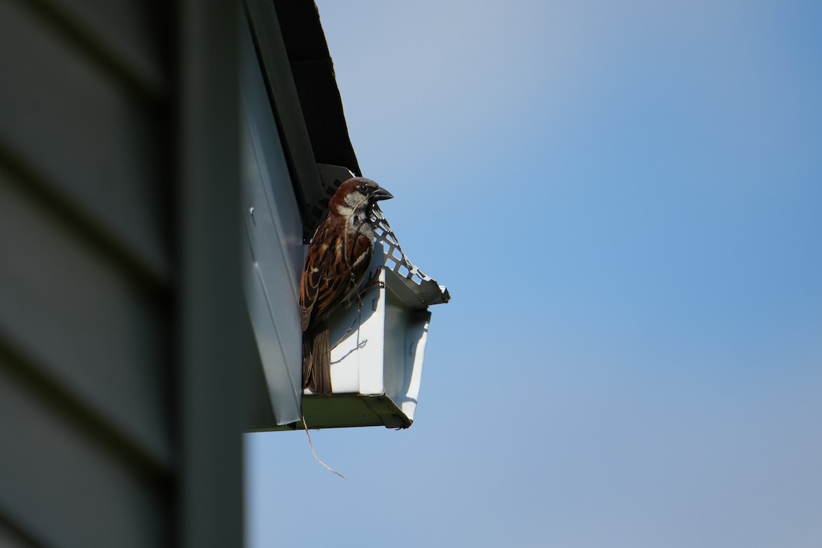 House Sparrow - ML621239915