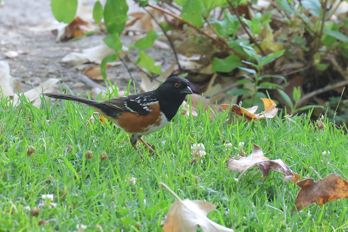 Spotted Towhee - ML621239957