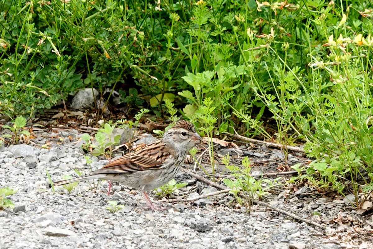 Chipping Sparrow - ML621239962