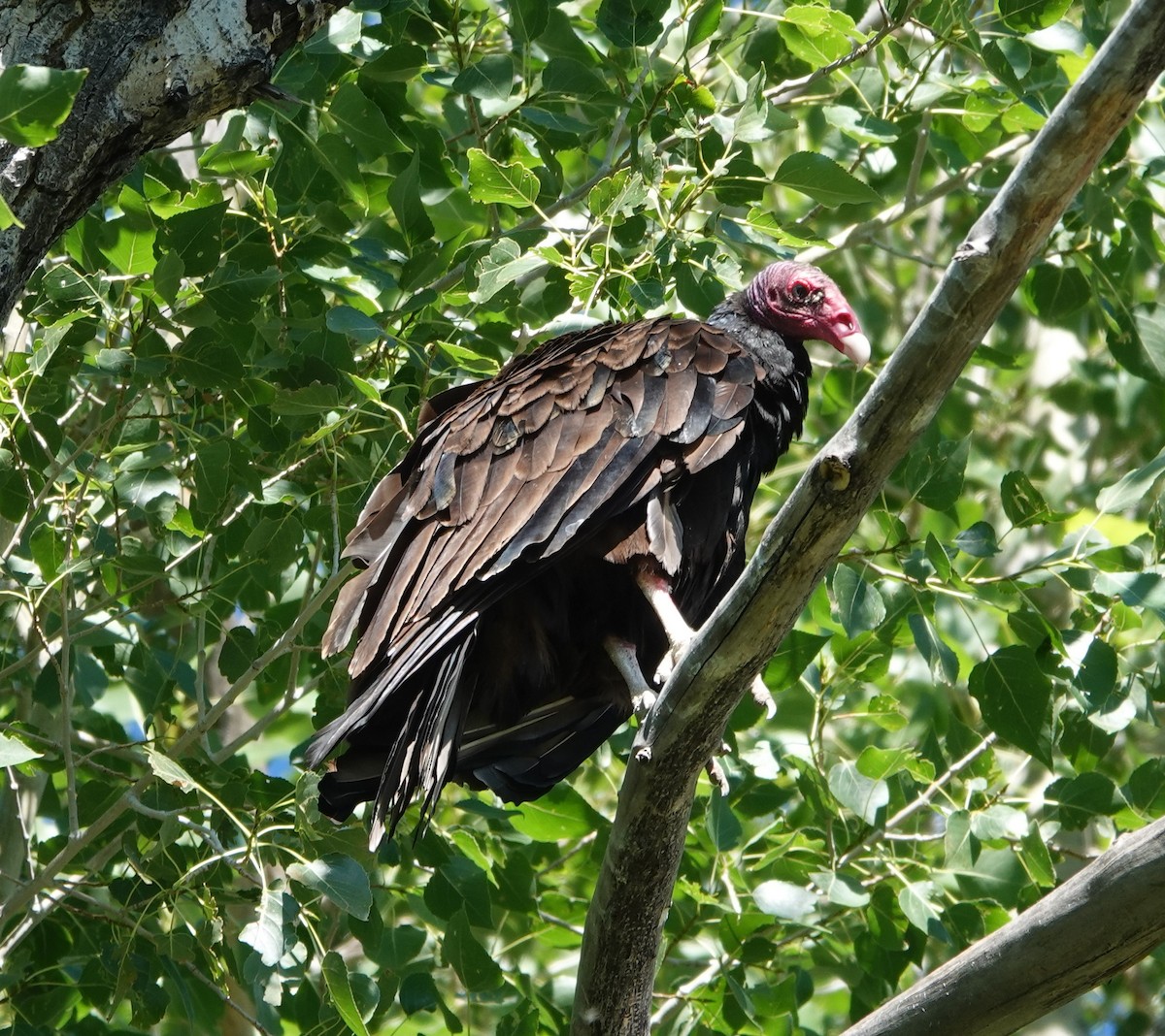 Turkey Vulture - ML621239977