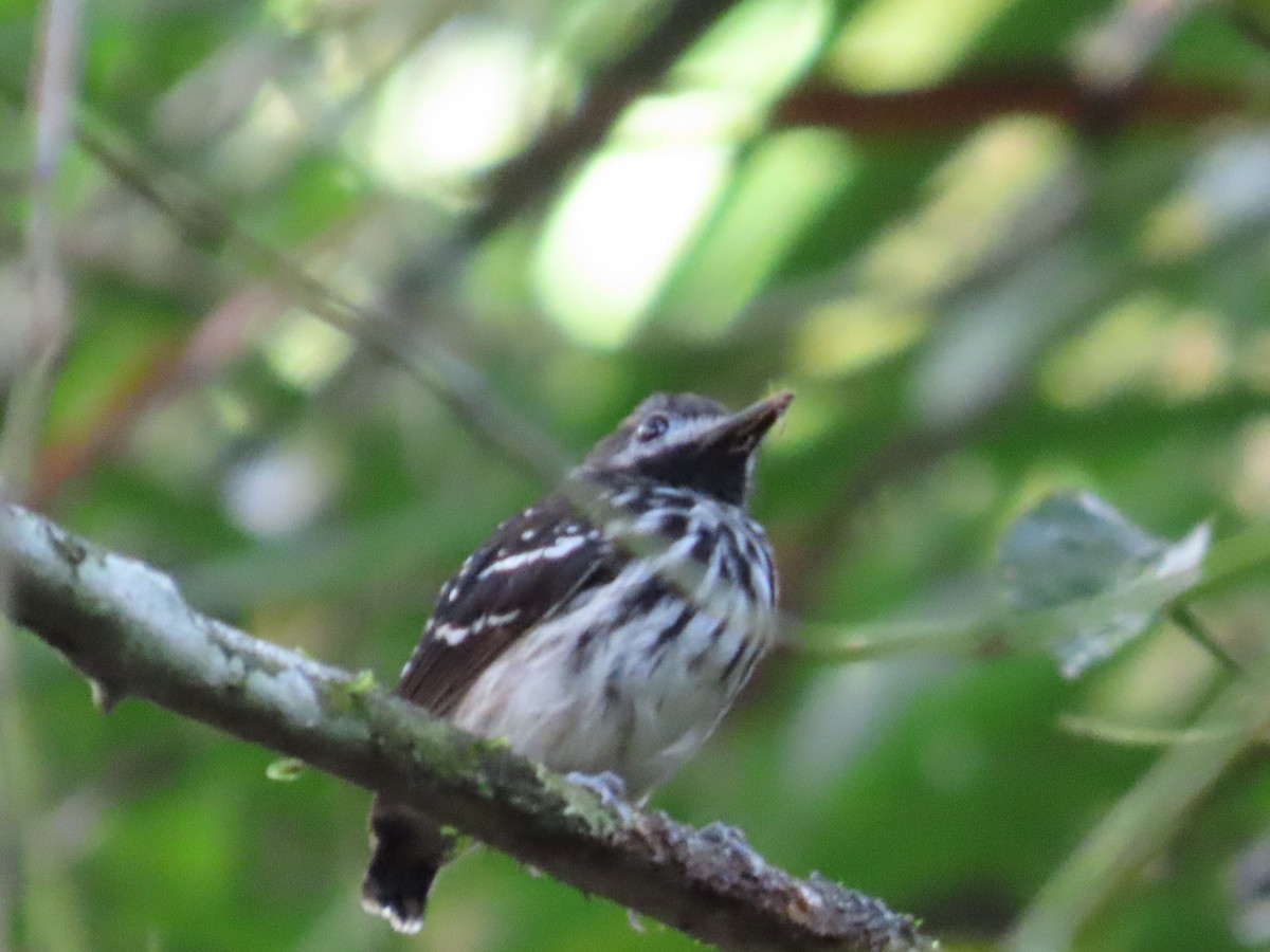 Dot-backed Antbird - ML621240007