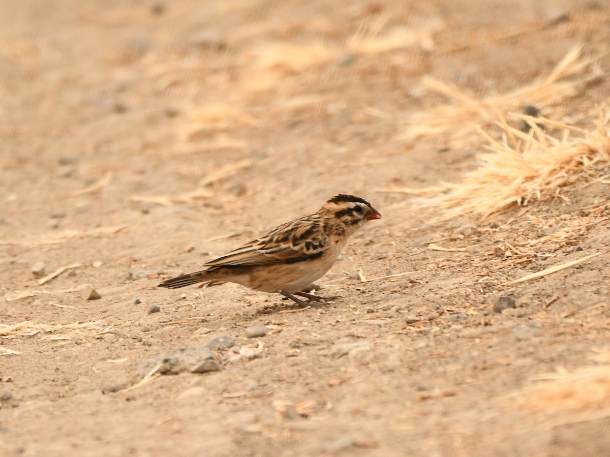 Pin-tailed Whydah - ML621240028