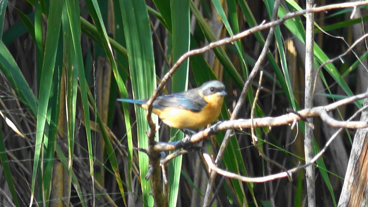 Fawn-breasted Tanager - ML621240047