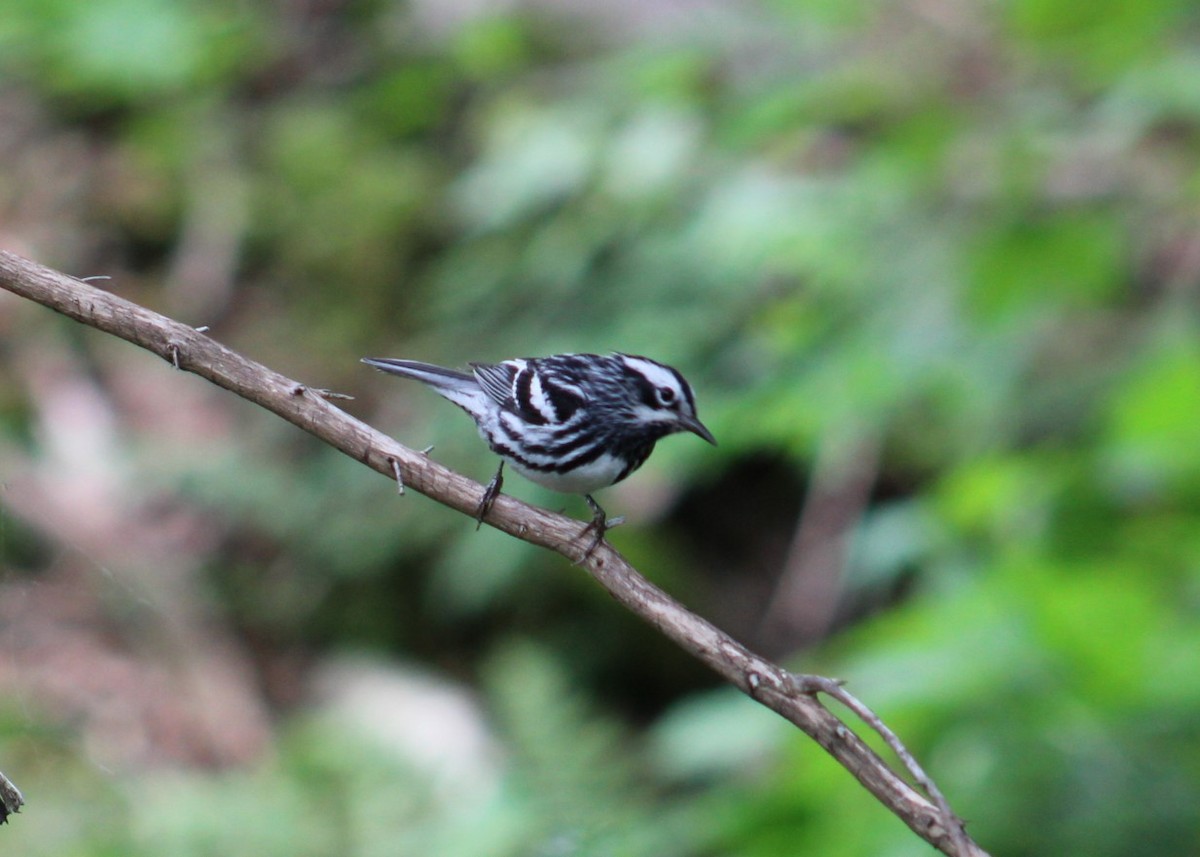 Black-and-white Warbler - ML621240048