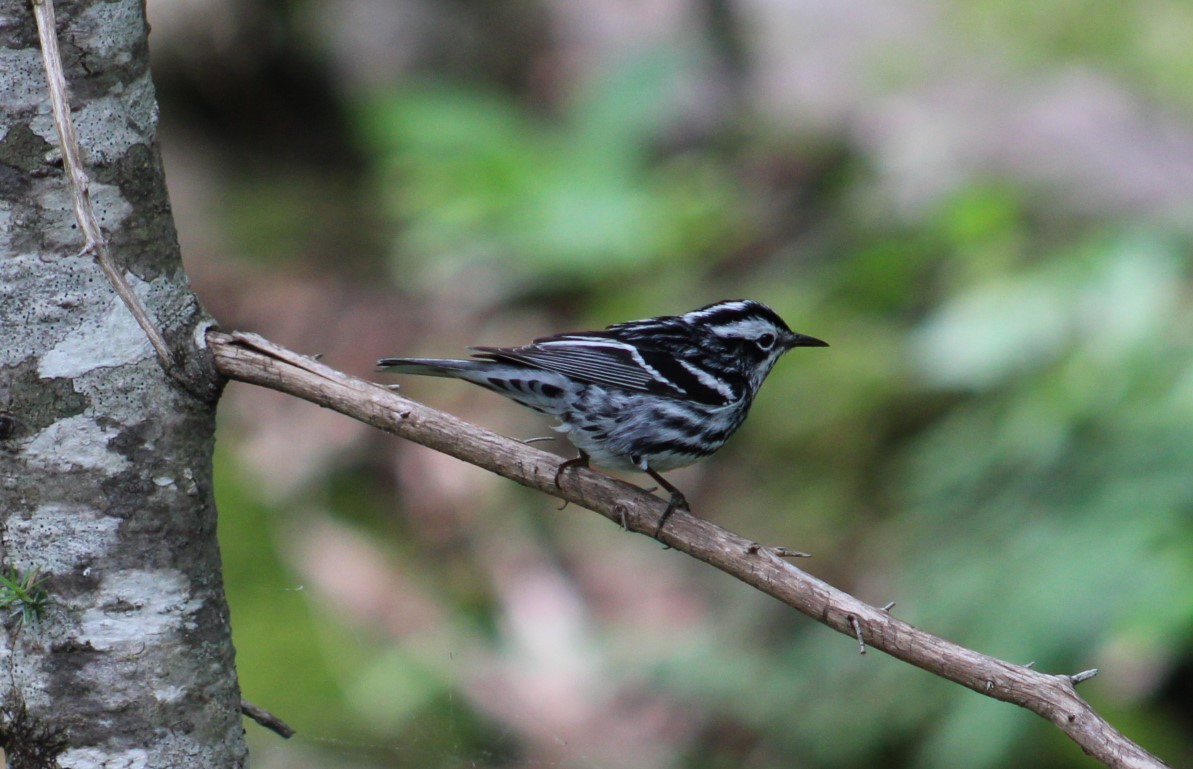 Black-and-white Warbler - ML621240049