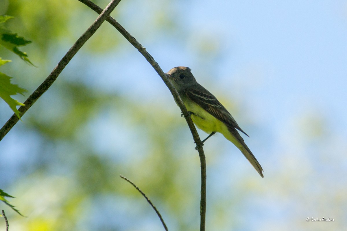 Great Crested Flycatcher - ML621240077