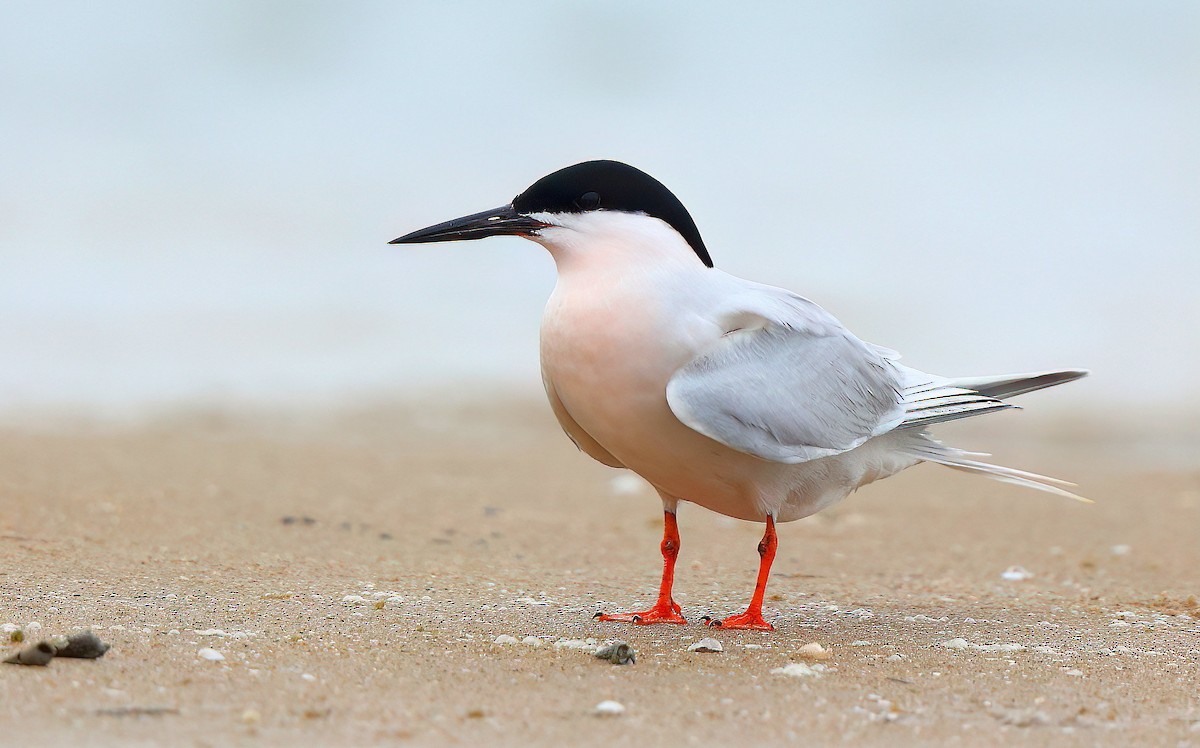 Roseate Tern - ML621240083