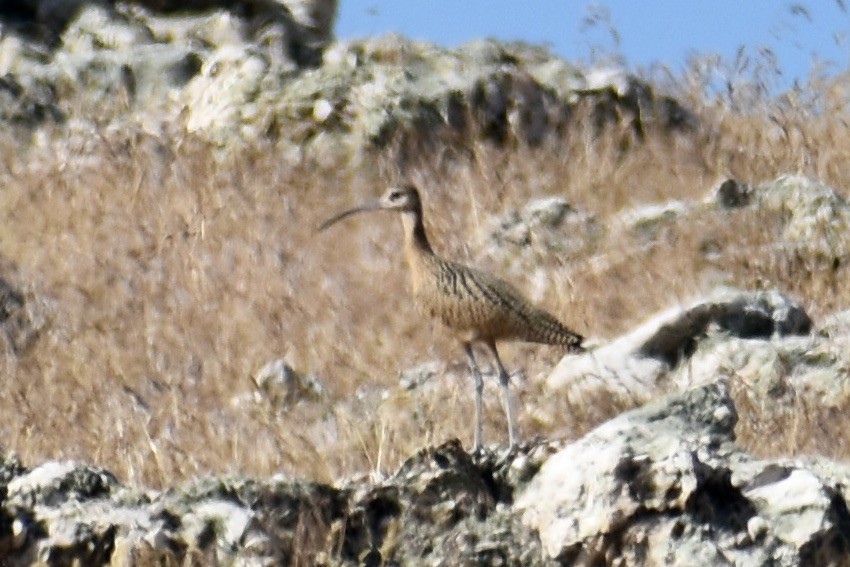 Long-billed Curlew - ML621240084