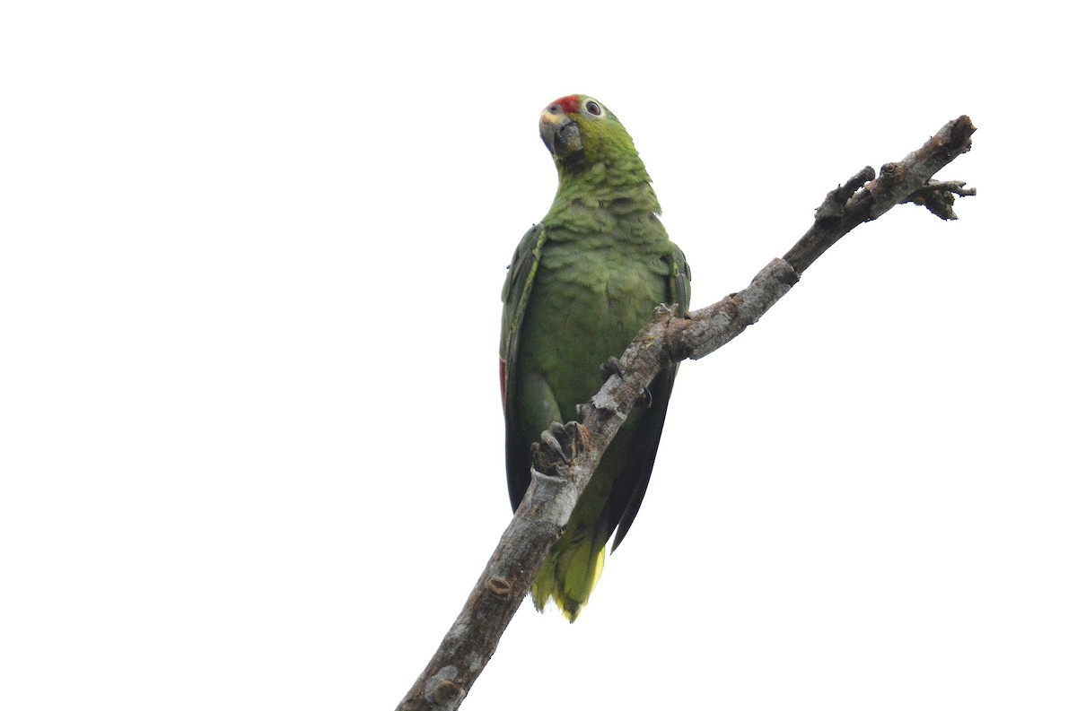 Red-lored Parrot - ML621240087