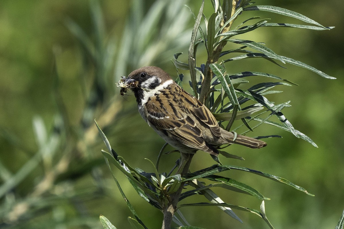 Eurasian Tree Sparrow - ML621240091