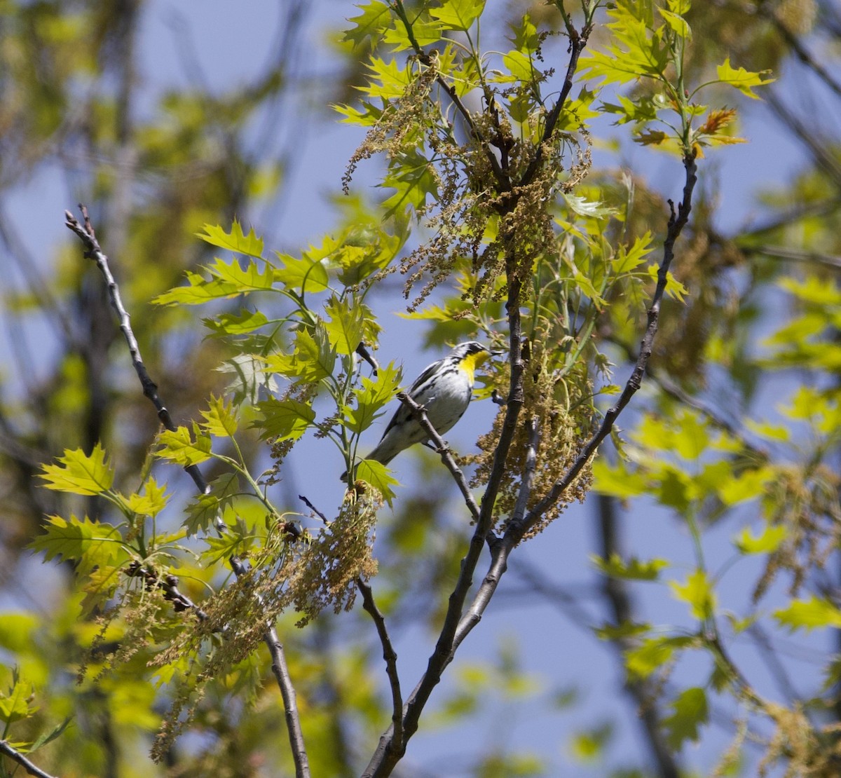 Yellow-throated Warbler - ML621240102