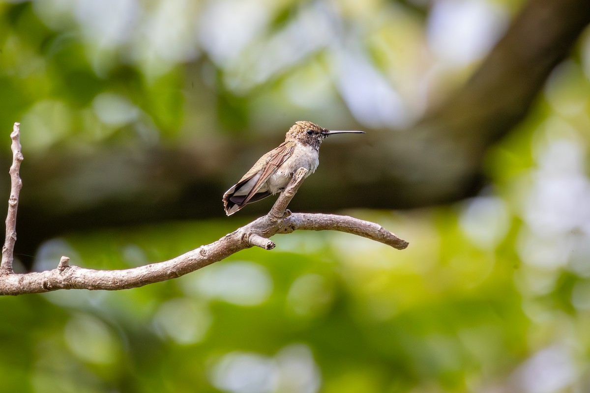 Ruby-throated Hummingbird - ML621240125