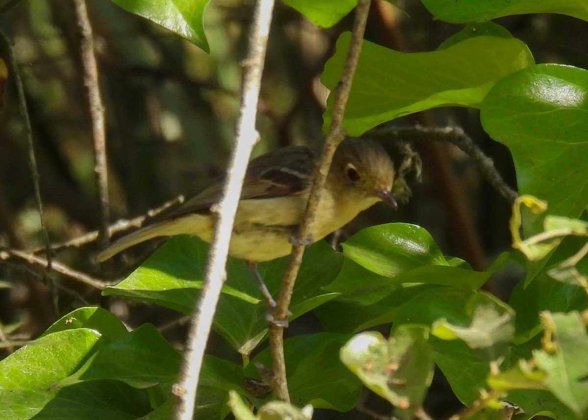 Hutton's Vireo - ML621240138