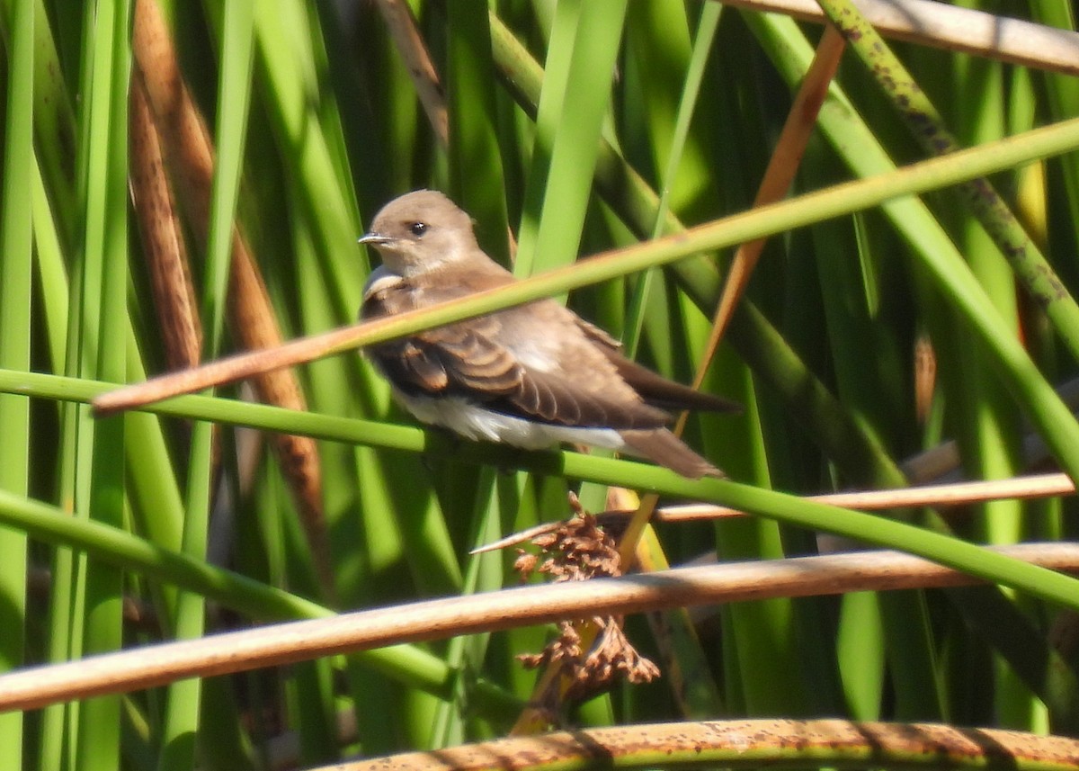 Northern Rough-winged Swallow - ML621240143