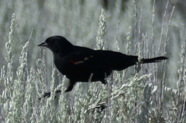 Red-winged Blackbird - ML621240151
