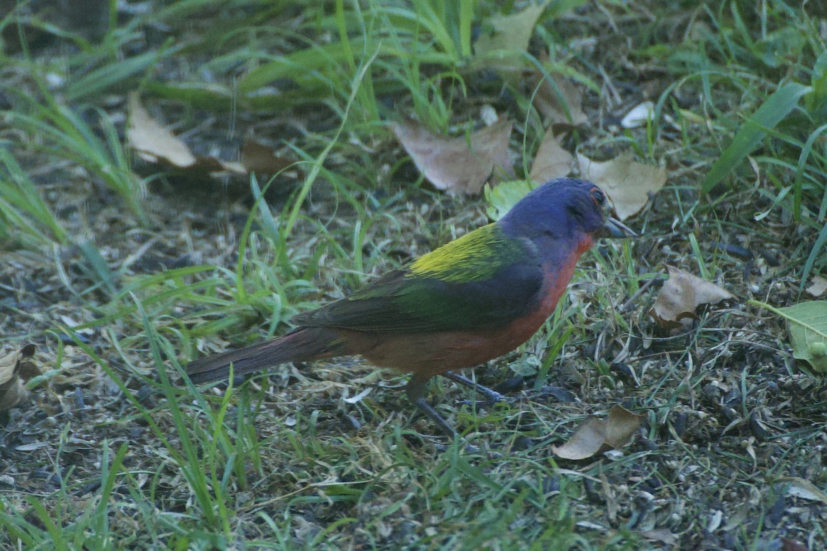 Painted Bunting - ML621240157