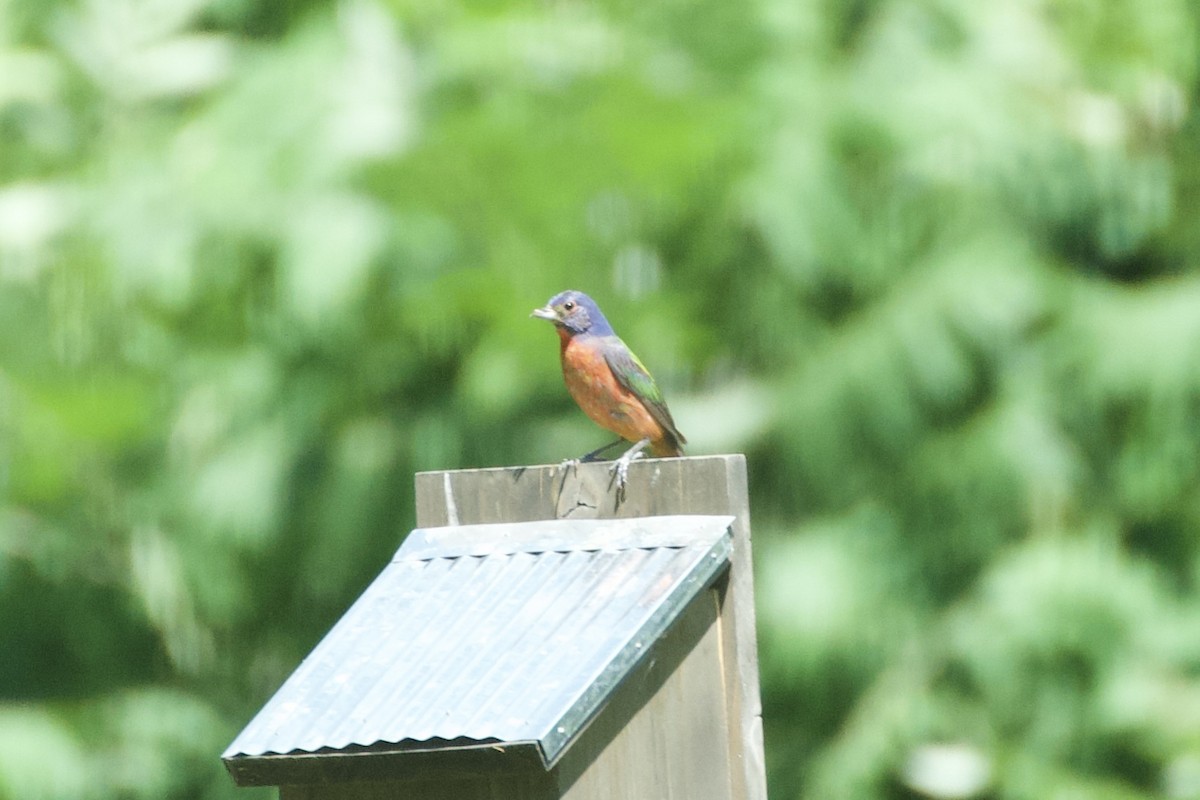 Painted Bunting - ML621240158