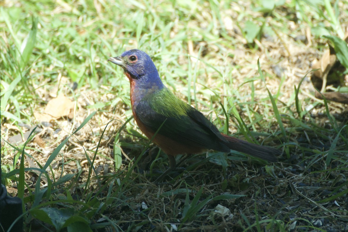 Painted Bunting - ML621240159