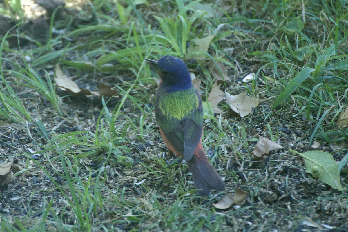 Painted Bunting - ML621240160