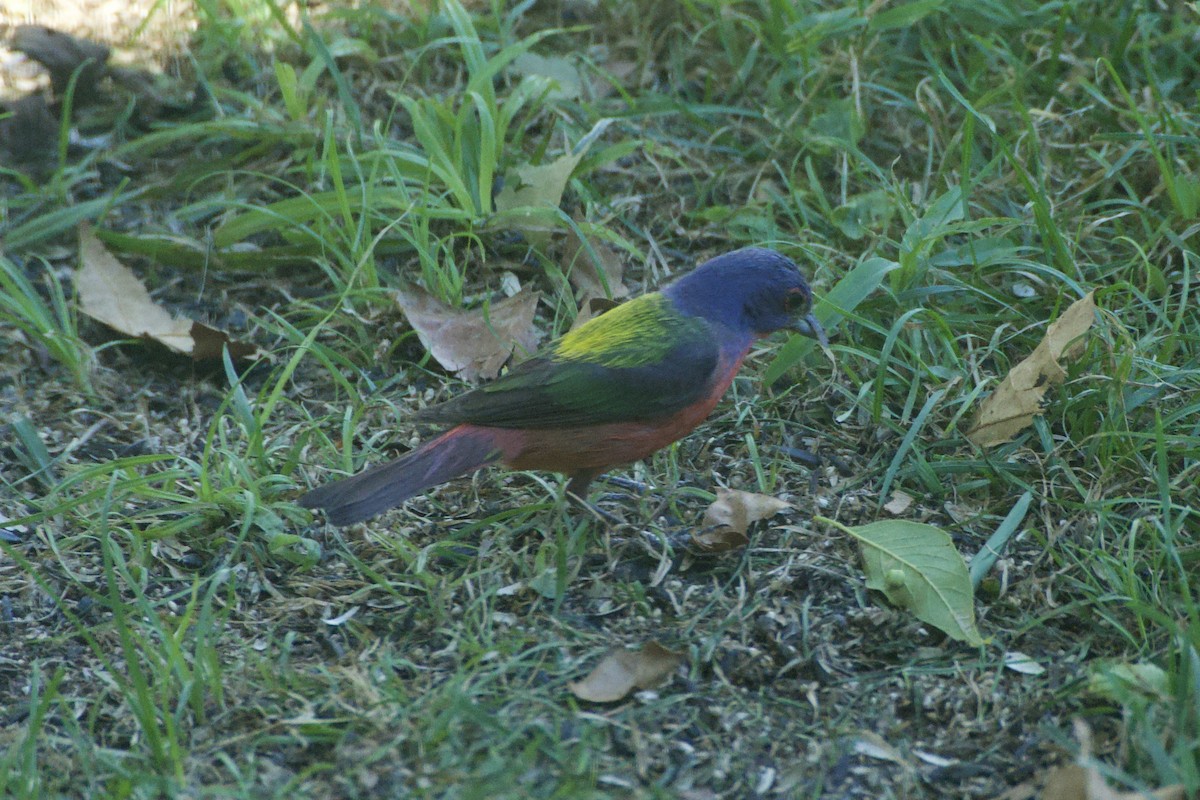 Painted Bunting - ML621240161